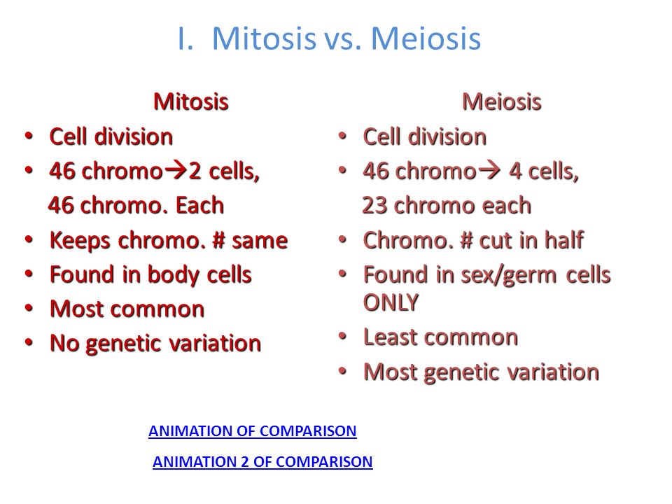 Реферат: Meiosis Vs Meitosis Essay Research Paper More