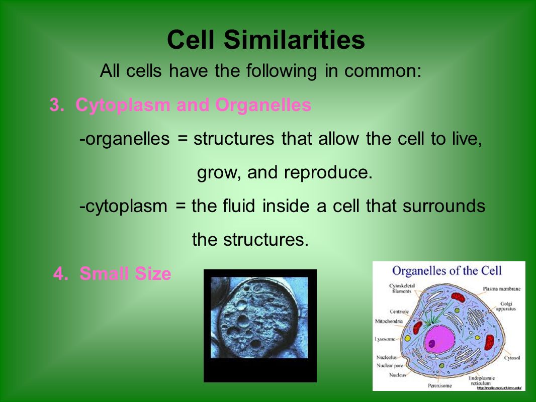 All cells have the following in common: