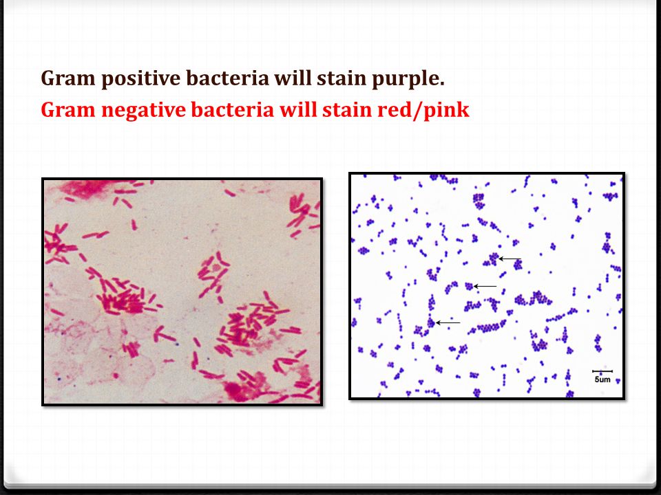 Молочница бактерии. Gram positive and gram negative bacteria. Грамположительные бактерии. Грамотрицательные бактерии. Грамположительные и грамотрицательные бактерии.