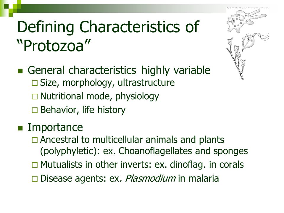 general characteristics of phylum protozoa