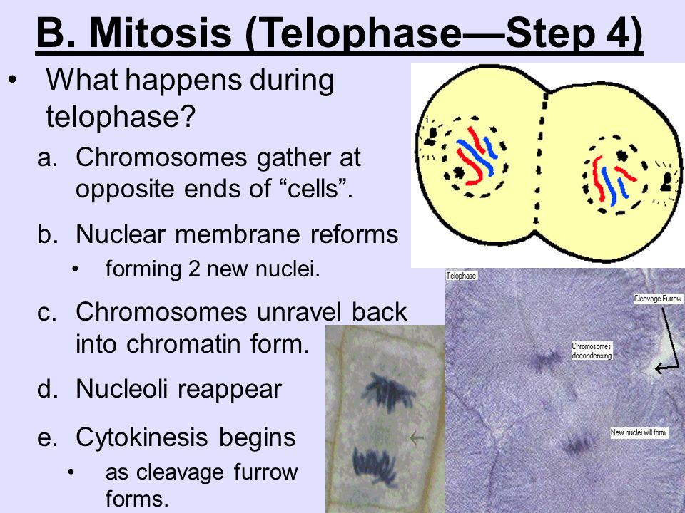 B. Mitosis (Telophase—Step 4)