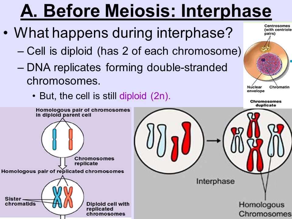 what happens in the stages of meiosis