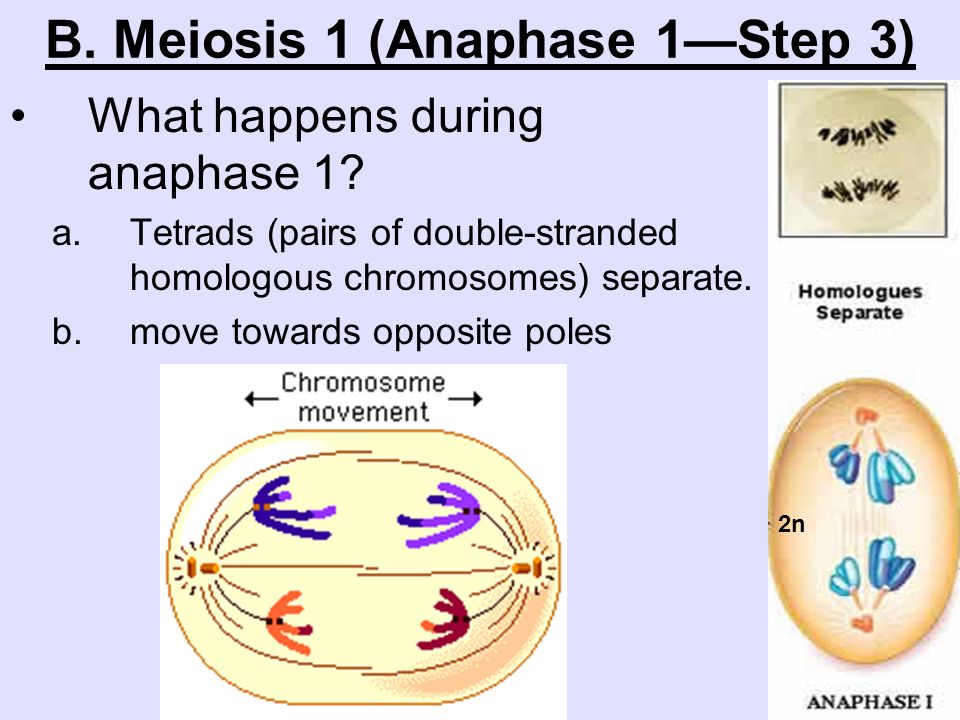 B. Meiosis 1 (Anaphase 1—Step 3)