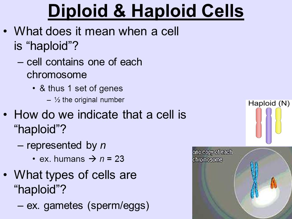 Diploid & Haploid Cells