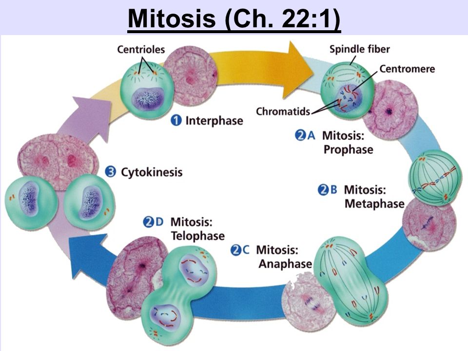 Mitosis (Ch. 22:1)