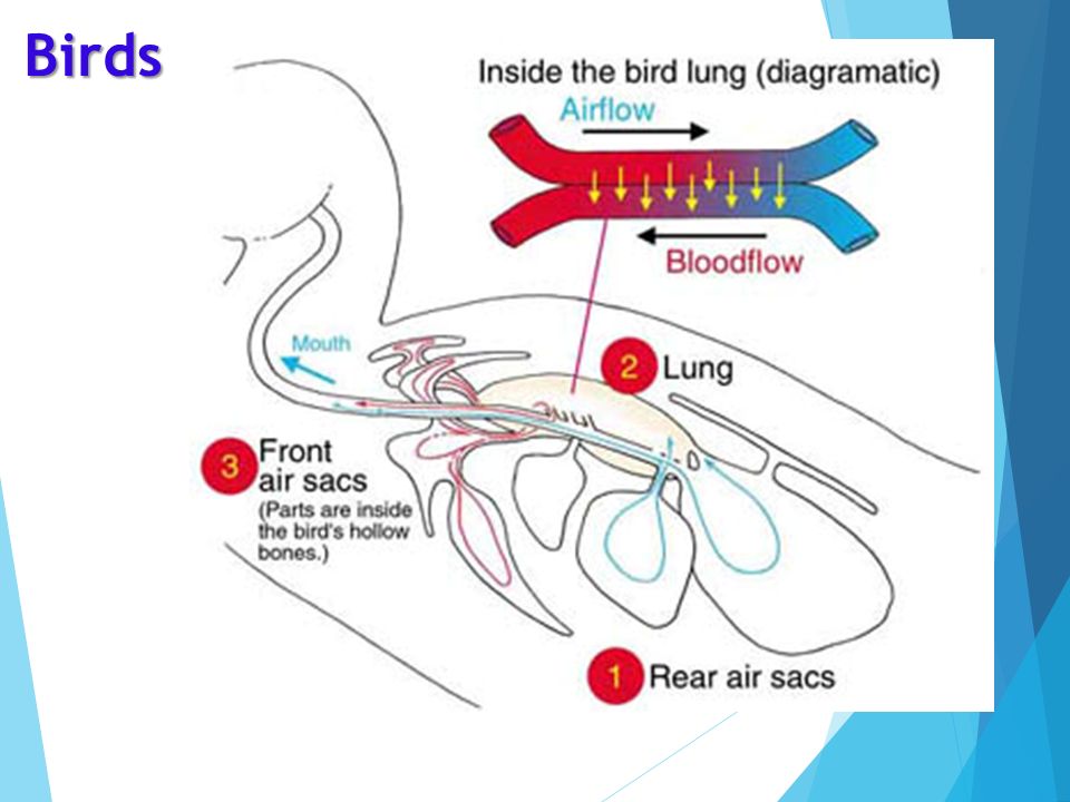 Кровь в легких птиц. Газообмен у птиц. Легкие птиц. Двойное дыхание у птиц. Air sacs в дыхательной системе.