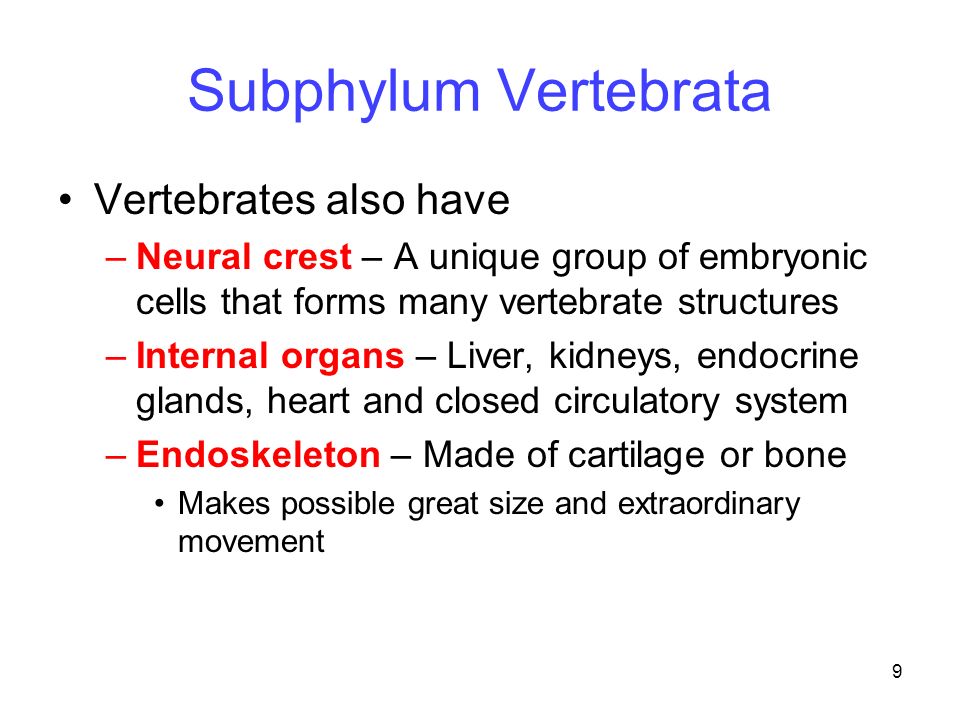 Vertebrates Chapter ppt video online download