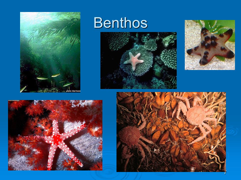 Организмы обитающие в мировом океане. Планктон Нектон бентос. Зоопланктон Нектон и бентос. Морские организмыбентосы Нектон. Представители бентоса.
