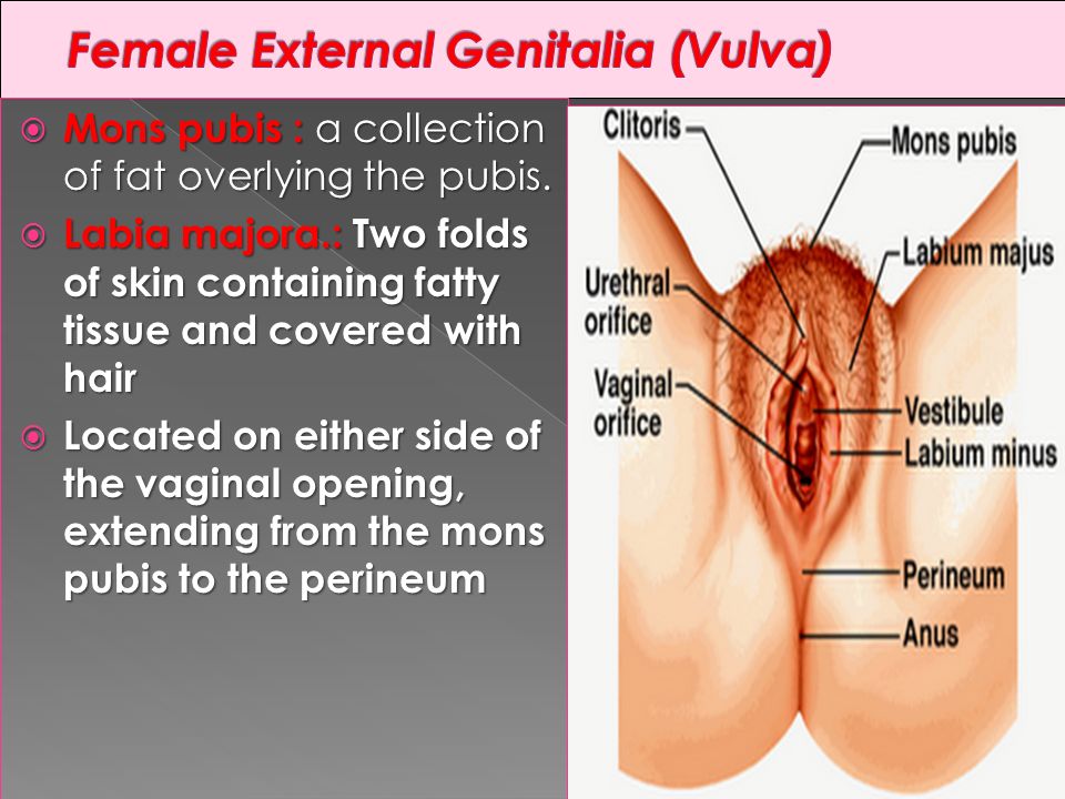 Surgical Management Of Chronic Fourth Degree Perineal Tear