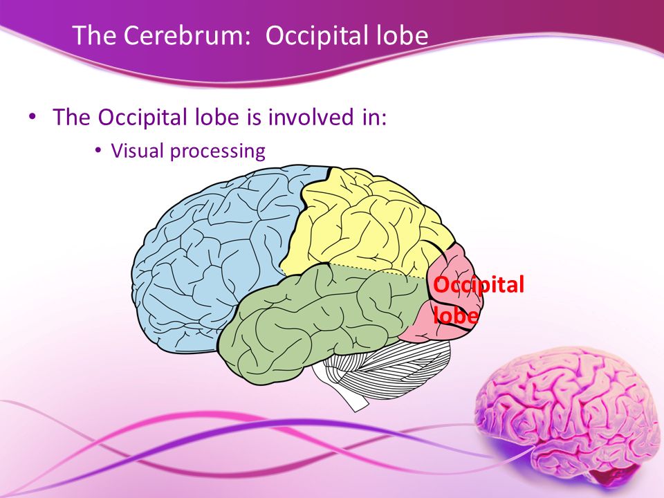 The Cerebrum: Occipital lobe
