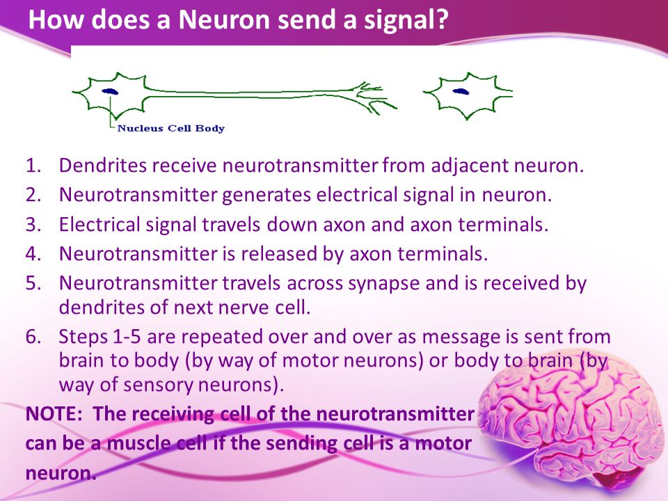 How does a Neuron send a signal