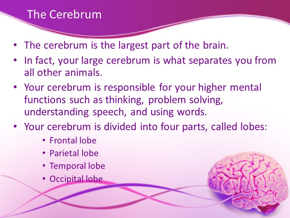 The Cerebrum The cerebrum is the largest part of the brain.