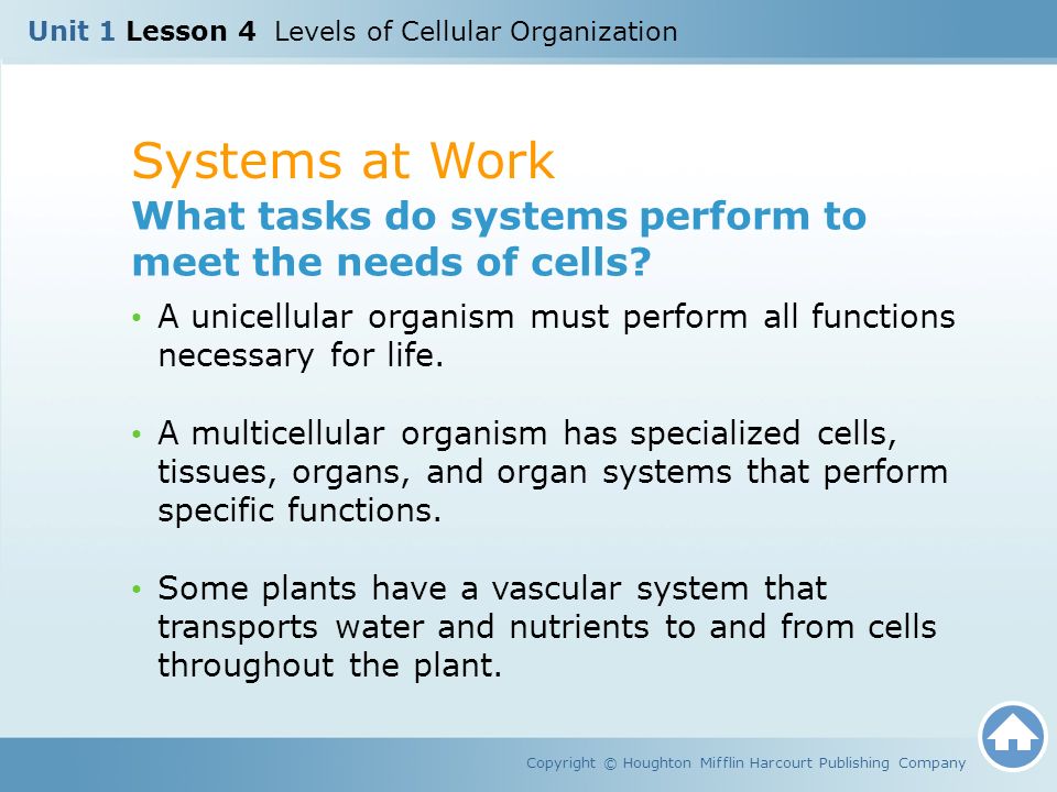 Unit 1 Lesson 4 Levels of Cellular Organization