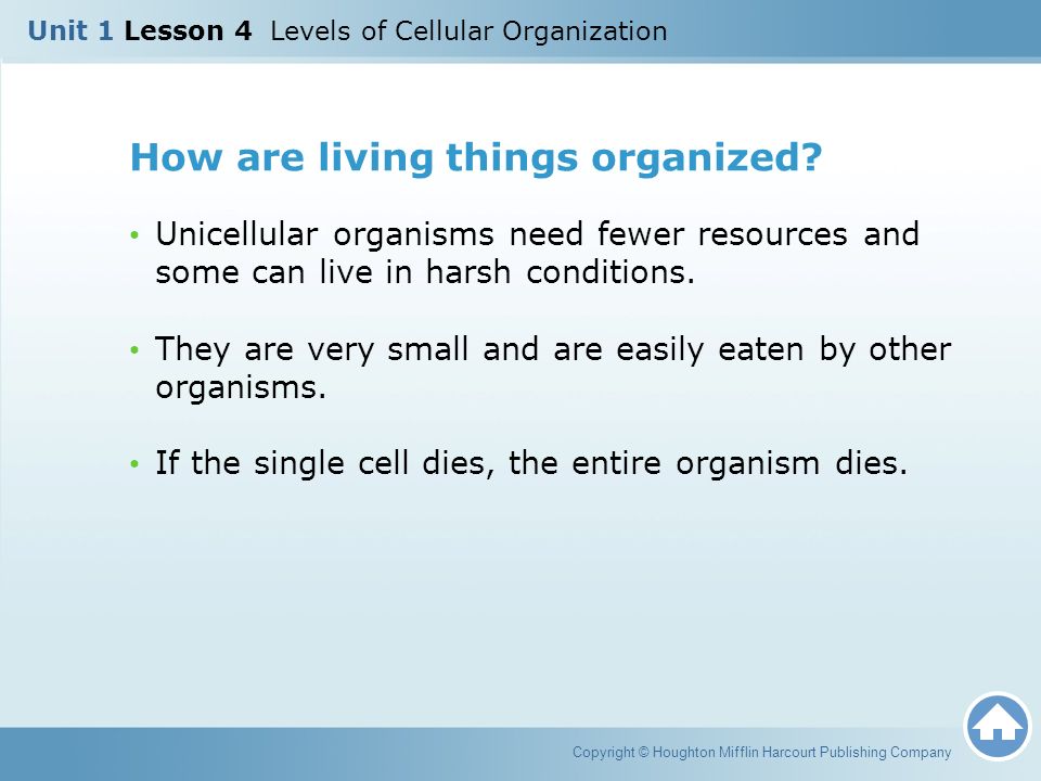 How are living things organized