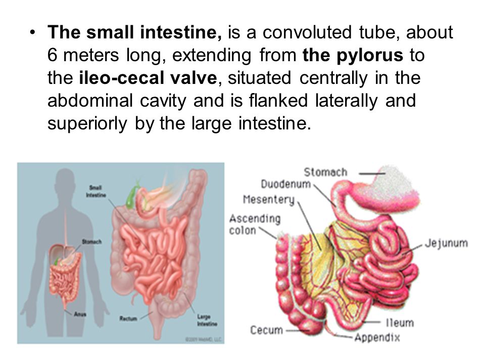 Small Intestine Ppt Video Online Download