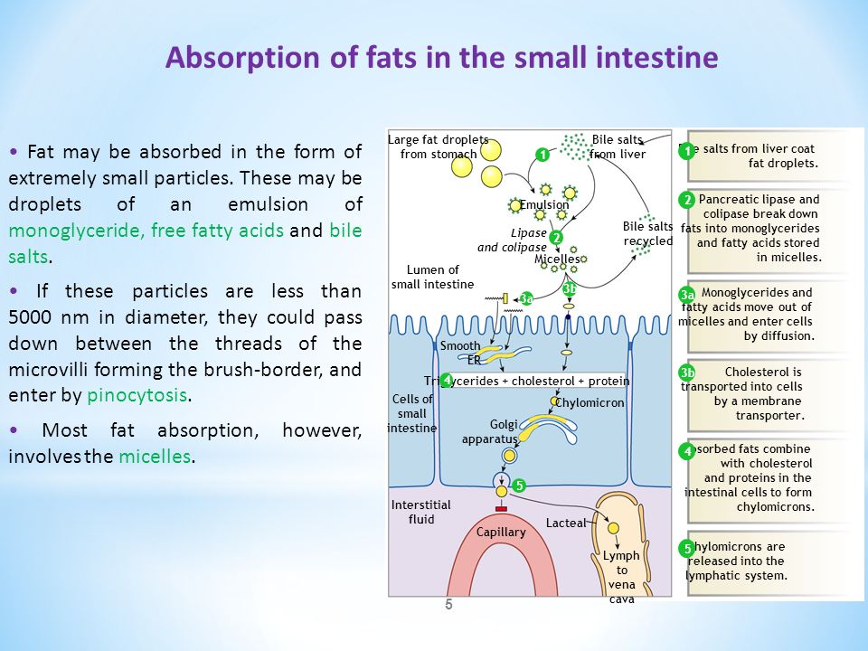 Absorption in the small intestine - ppt video online download