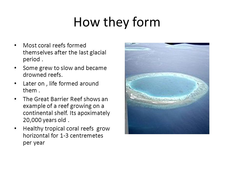 Coral Reefs By: Stephanie Bowens. - ppt video online download