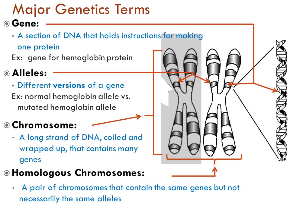 Major Genetics Terms Gene: Alleles: Chromosome.