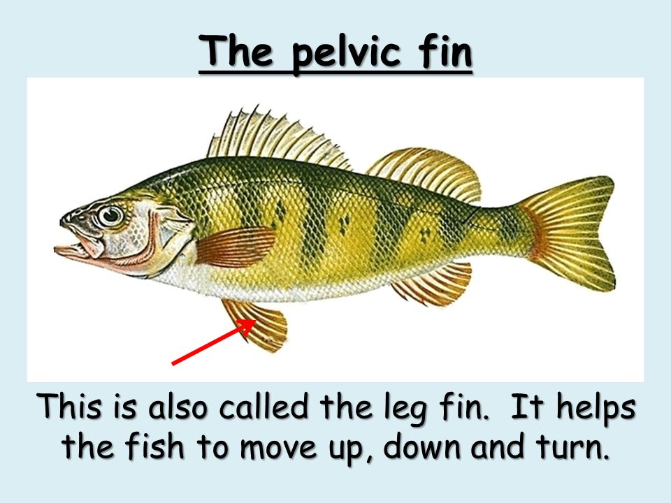 The pelvic fin This is also called the leg fin. It helps the fish to move up, down and turn.