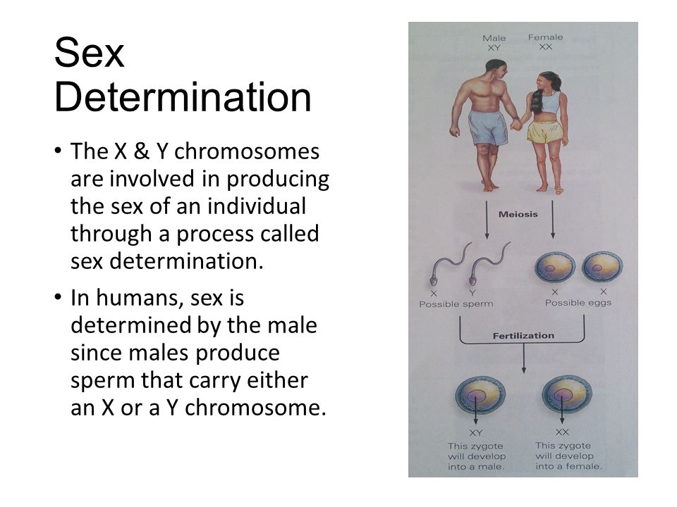 Endocrine and paracrine control of sexual differentiation