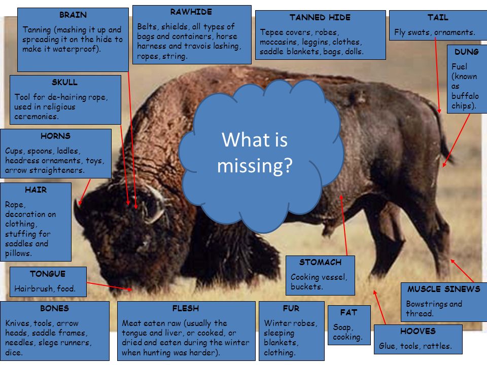 How important were buffalo and horses to the Plains Indians? - ppt video  online download