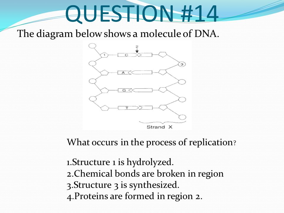 LAST PERSON STANDING DNA/RNA EDITION. - ppt video online download