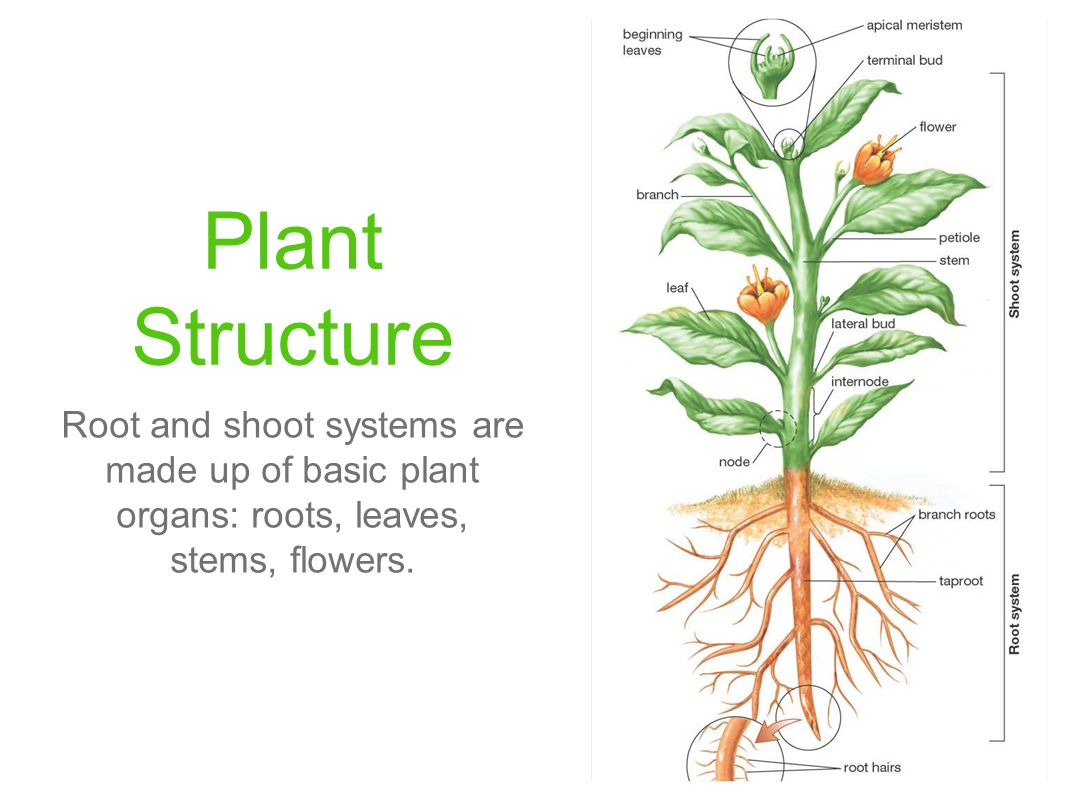 Plant structure. Root structure. Корень растения на английском языке. Root Anatomy.