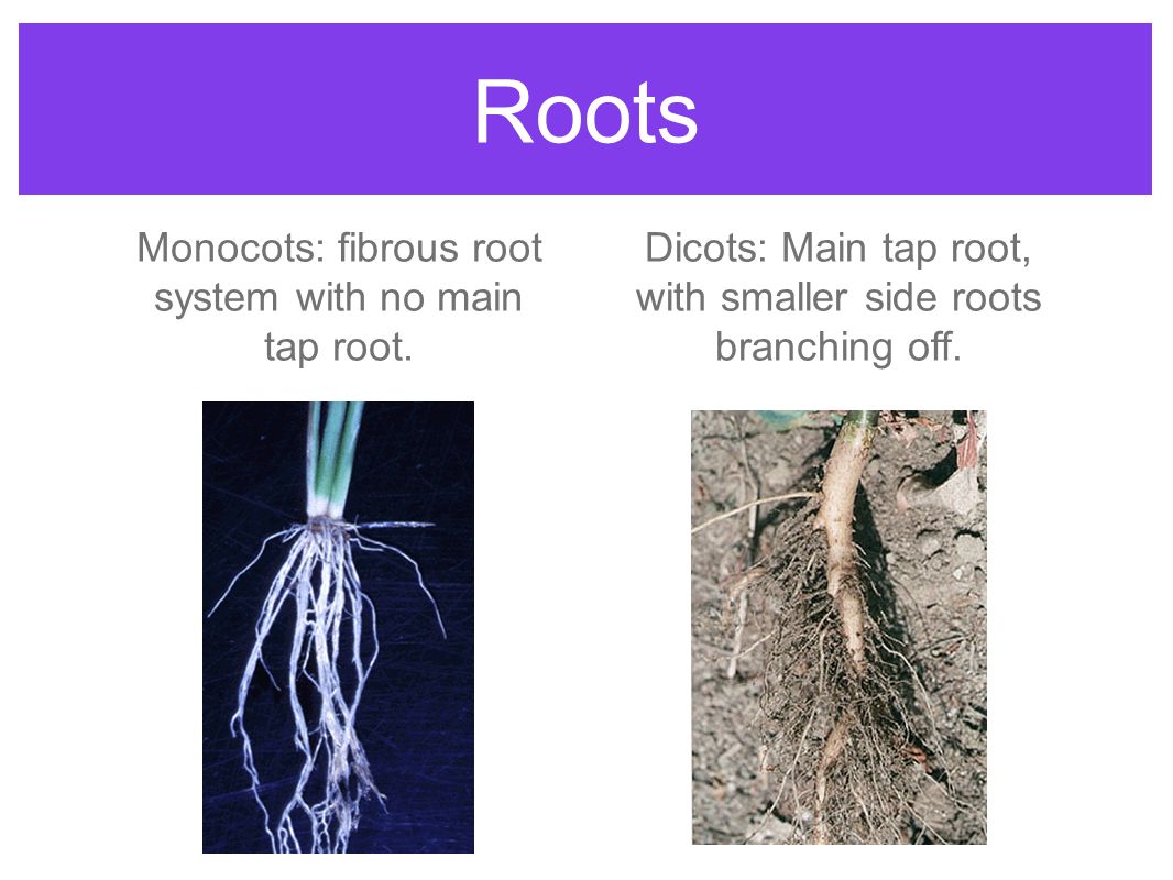 Plant Anatomy Systems and Tissues. - ppt video online downlo