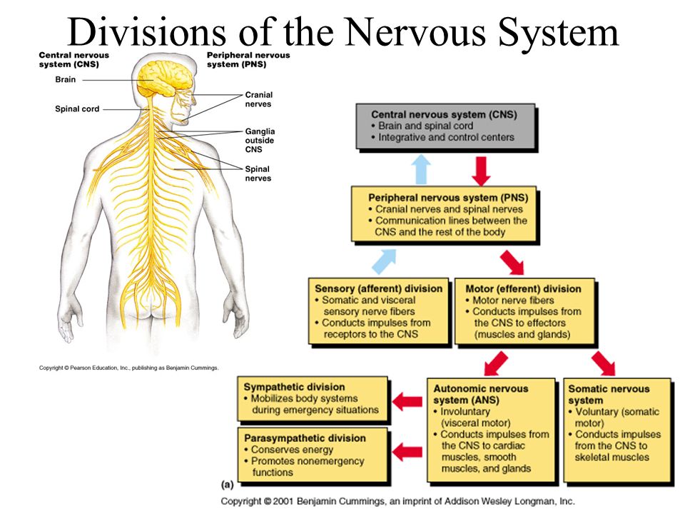 Тест по биологии по теме нервная система