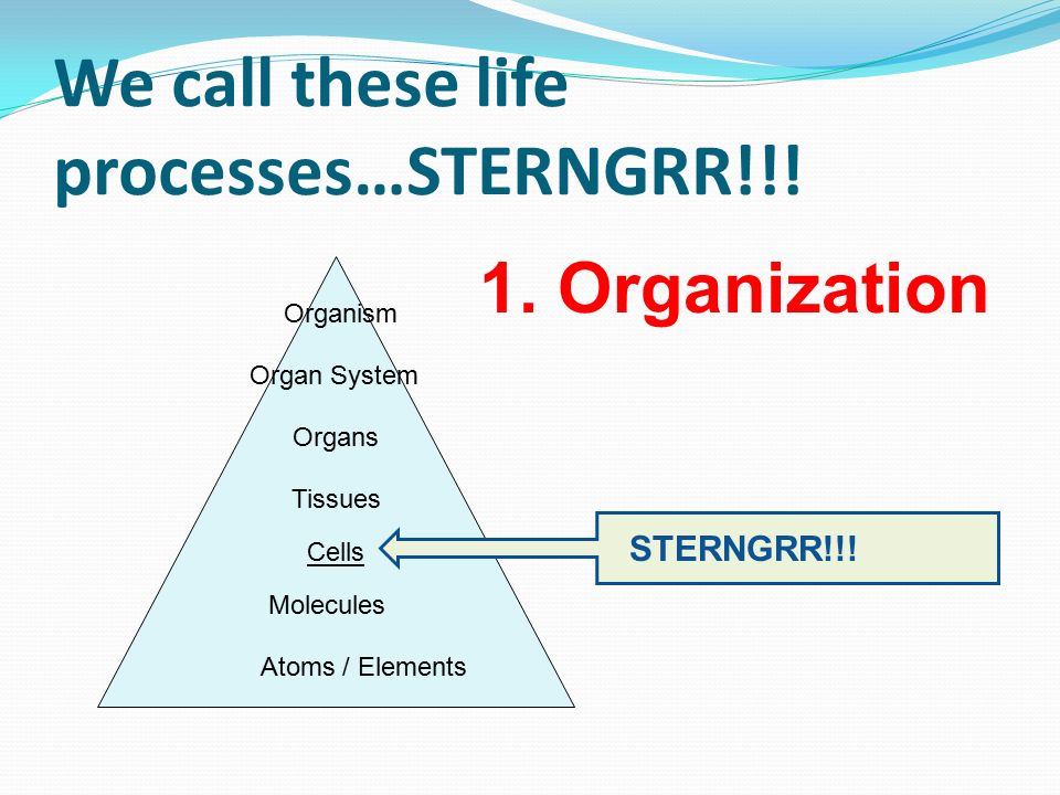 We call these life processes…STERNGRR!!!