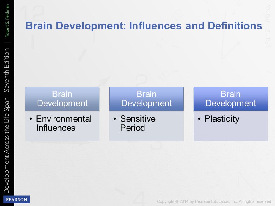 Environmental influences on the pace of brain development