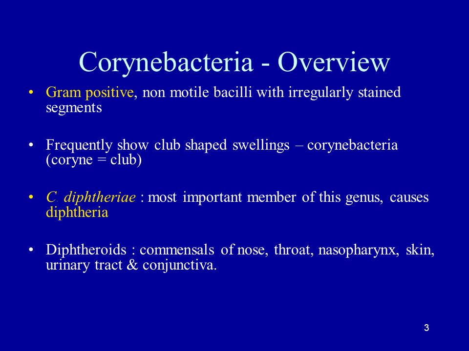 corynebacterium xerosis morphology