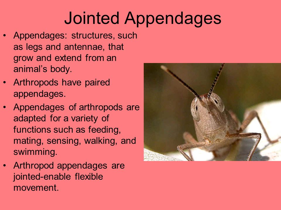 Jointed Appendages Appendages: structures, such as legs and antennae, that grow and extend from an animal’s body.