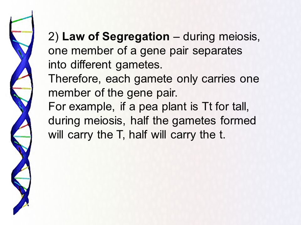 law of segregation example
