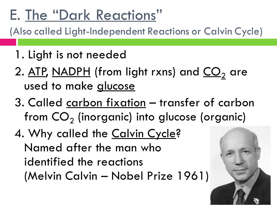 E. The Dark Reactions (Also called Light-Independent Reactions or Calvin Cycle)