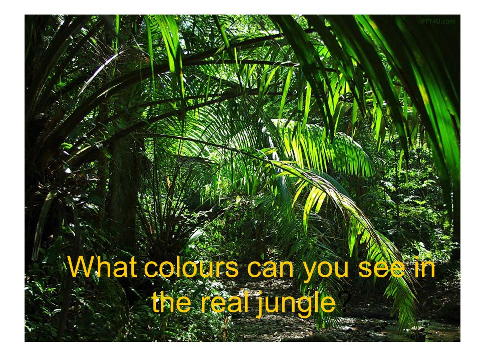 What colours can you see in the real jungle