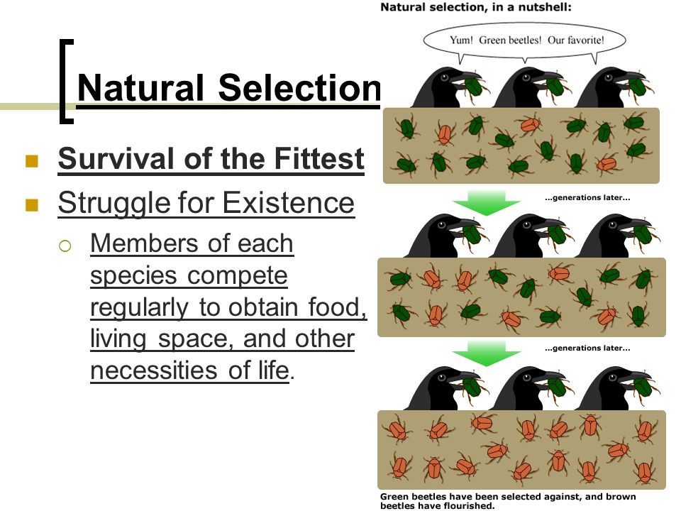 Survival of the Fittest vs. Natural Selection