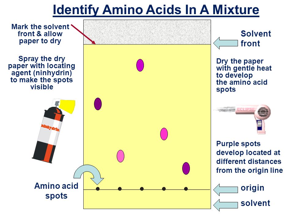 Presentation on theme: "Using chromatography to identify amino acids&q...