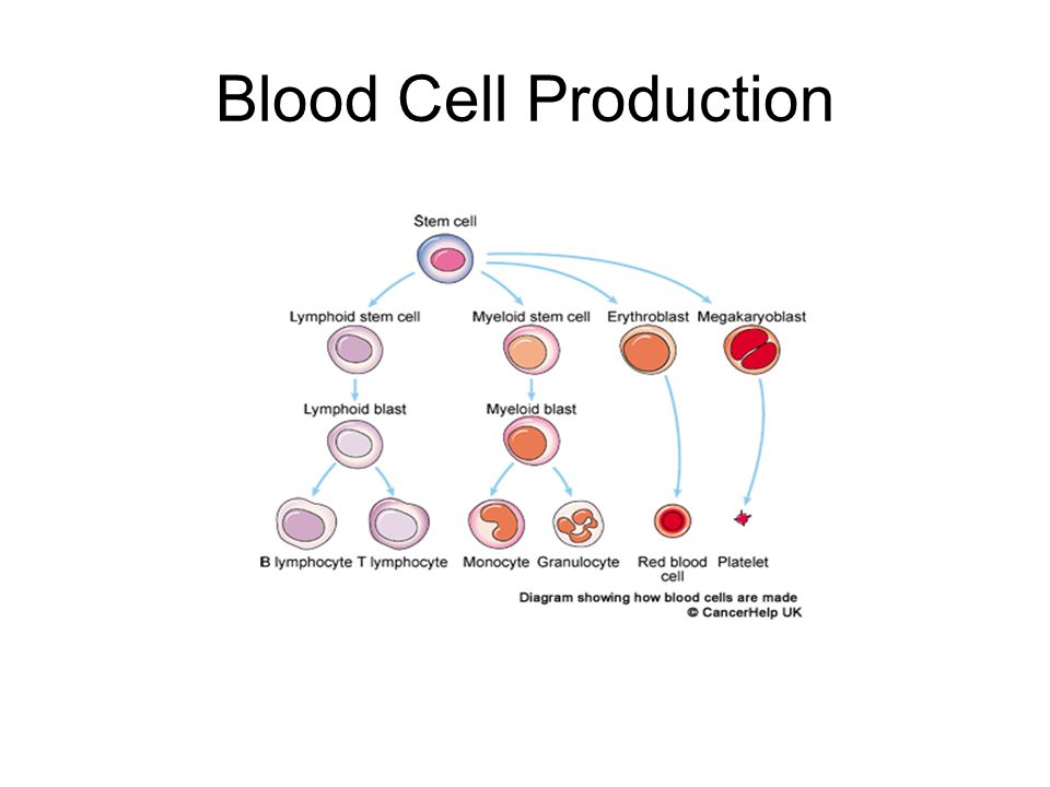 Схема клеток крови. Клетки крови схема. Cell reproduction. Blood Cells. Red Blood Cell structure.