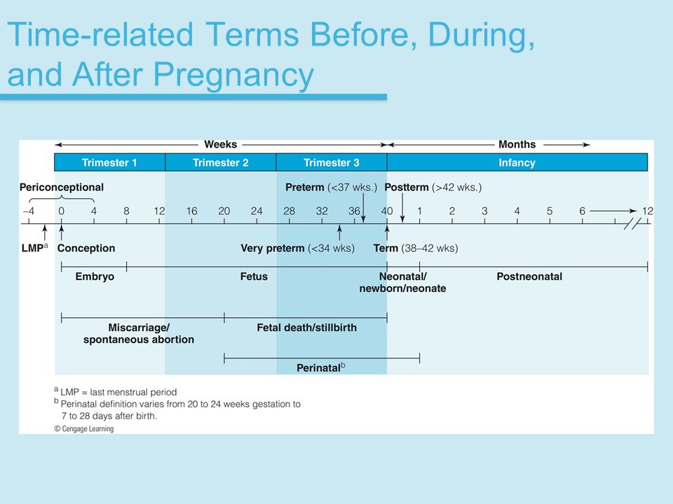 Chapter 4 Nutrition During Pregnancy - ppt video online download