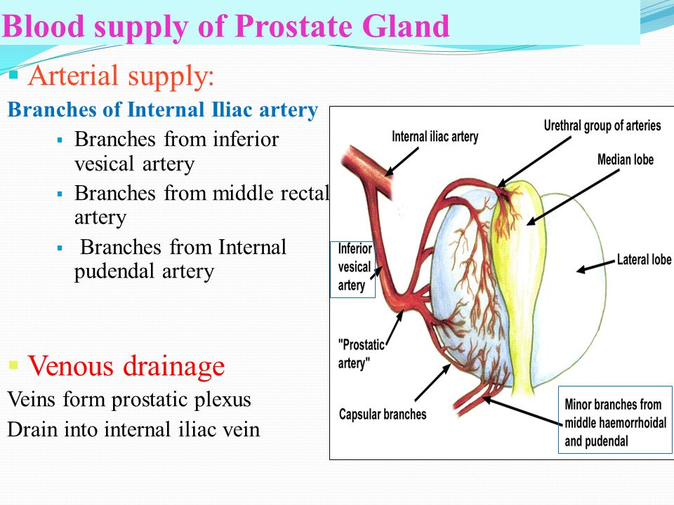 Blood+supply+of+Prostate+Gland.jpg