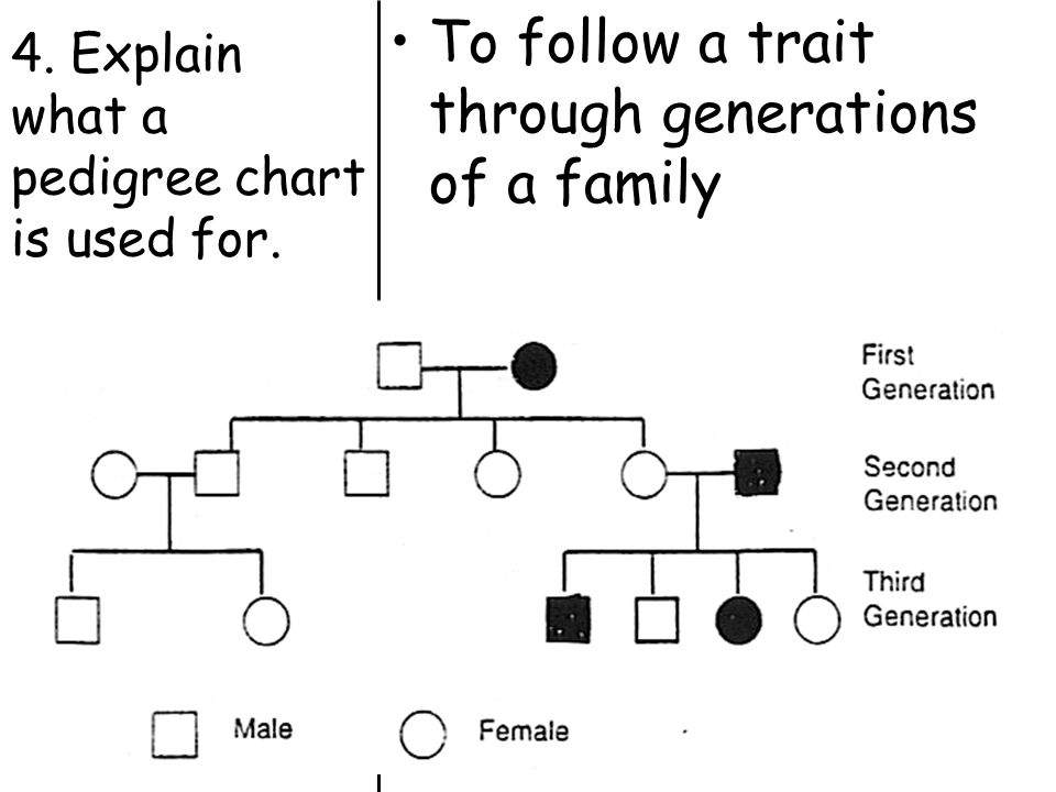 3 Generation Pedigree Chart