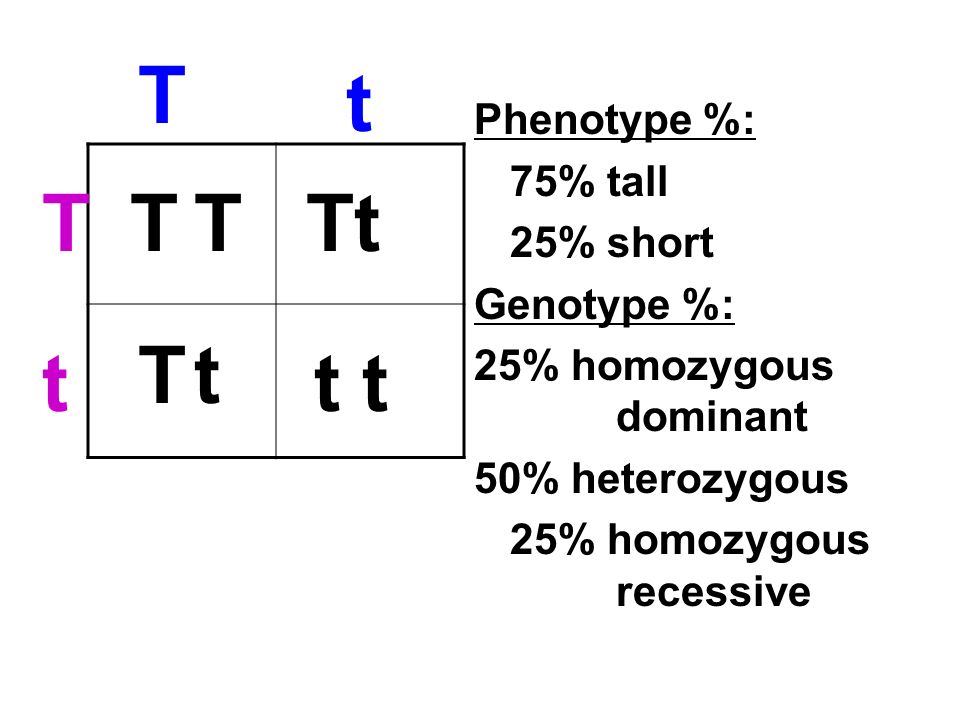 Genotype And Phenotype Chart