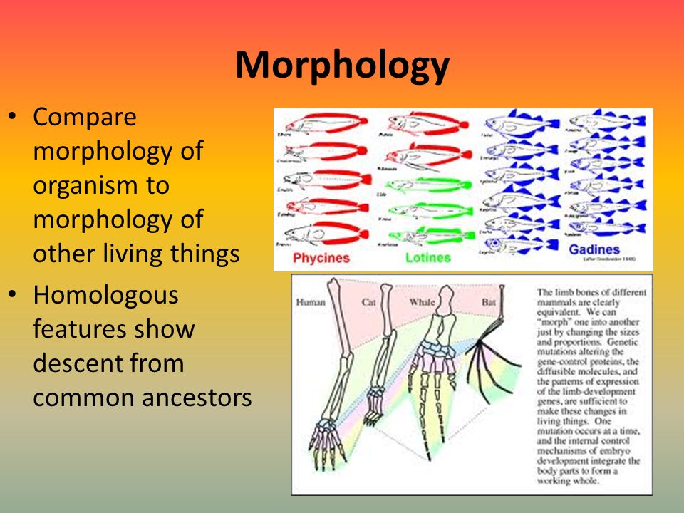 morphology of living things