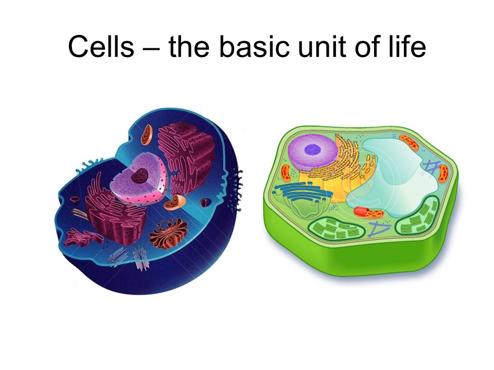 Basic unit. Что такое Cells в Basic. Inner Life of the Cell. Cell as a Basic Unit of Life. Клетка game of Life.