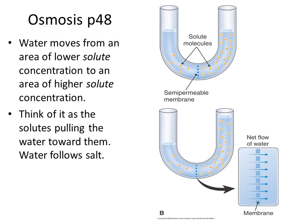 Osmosis p48 Water moves from an area of lower solute concentration to an area of higher solute concentration.