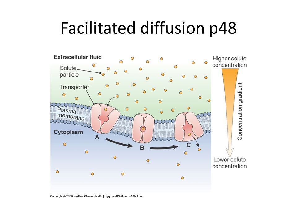 Facilitated diffusion p48