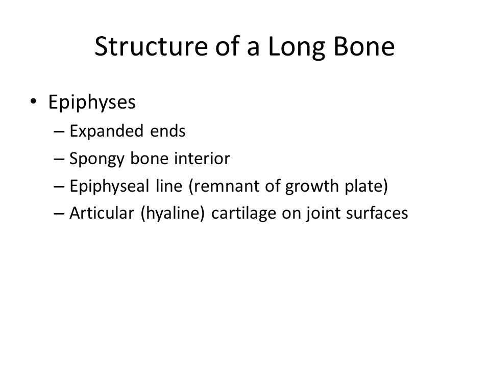 composition of a long bone
