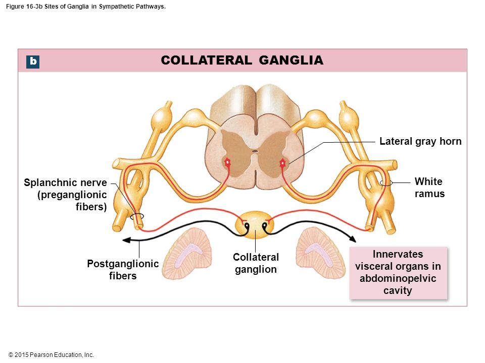 collateral ganglia