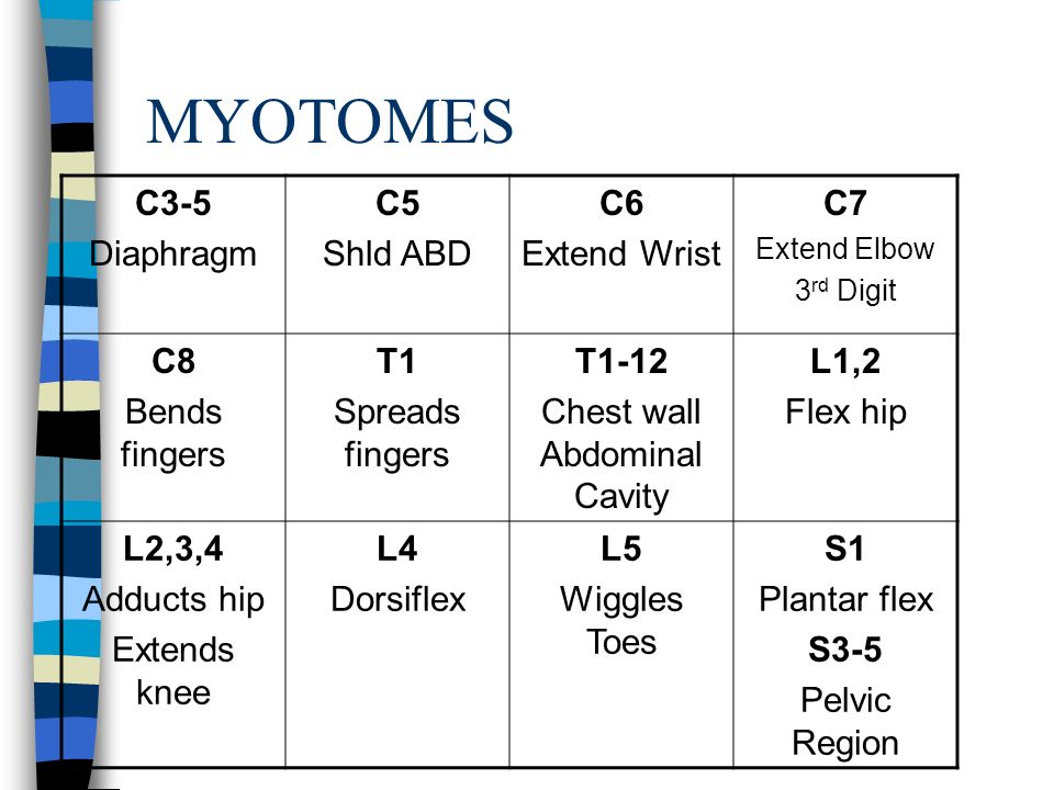 Myotome Chart Lower Extremity